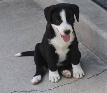 Travis -  Australian Shepherd Dog for Adoption in Albuquerque, New Mexico - Travis | PetCurious
