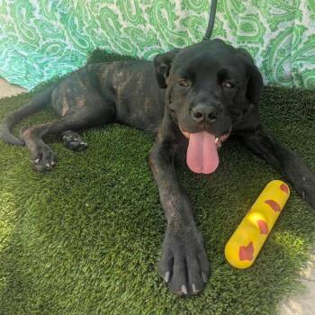 Pongo -  Mastiff and Mixed Breed Dog for Adoption in Idaho Falls, Idaho - Pongo | PetCurious