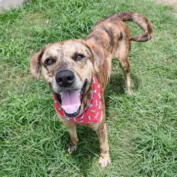Beans #A-142044 -  Catahoula Leopard Dog and Black Mouth Cur Dog for Adoption in Silsbee, Texas - Beans #A-142044 | PetCurious