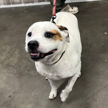 Smiley -  Terrier Dog for Adoption in Tampa, Florida - Smiley | PetCurious