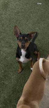 Fox Terrier and Rat Terrier Dogs Available for Adoption in Seguin, Texas -  Luna | PetCurious