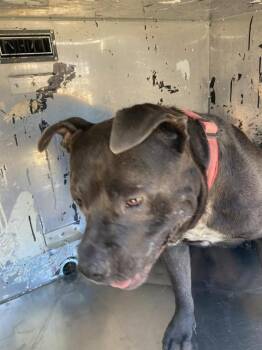 BUSTER -  Pit Bull Terrier Dog for Adoption in Dallas, Texas - BUSTER | PetCurious