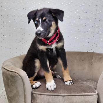 Wallace -  Shepherd and Bernese Mountain Dog Dog for Adoption in East St. Louis, Illinois - Wallace | PetCurious
