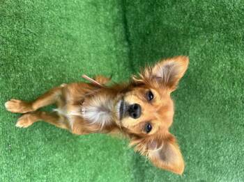 Nina -  Chihuahua Dog for Adoption in San Diego, California - Nina | PetCurious