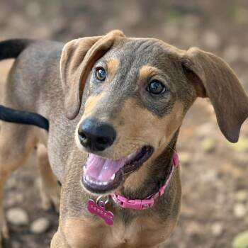 Reserve -  Hound and Retriever Dog for Adoption in Boerne, Texas - Reserve | PetCurious