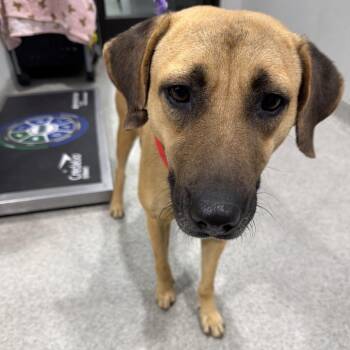 Terrier Dogs Available for Adoption - Wendy | PetCurious