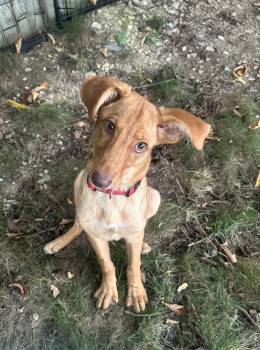 Dobby -  Golden Retriever and Labrador Retriever Dog for Adoption in Stephens City, Virginia - Dobby | PetCurious