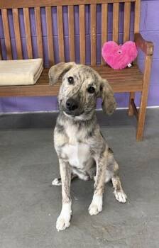 **MARGO** -  Hound Dog for Adoption in North Prairie, Wisconsin - **MARGO** | PetCurious