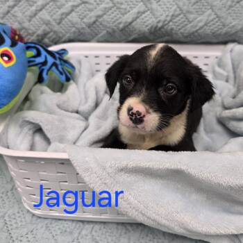 Shepherd and Mixed Breed Dogs Available for Adoption in Jacksboro, Tennessee - Jaguar | PetCurious