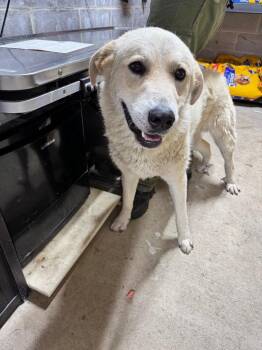 Hobbes -  Mixed Breed Dog for Adoption in Shelbyville, Tennessee - Hobbes | PetCurious