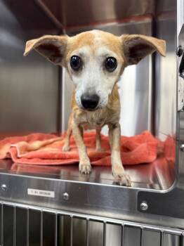 Rescue Chihuahua and Dachshund Dogs for Adoption in College Station, Texas - Cindy Lou Who | PetCurious
