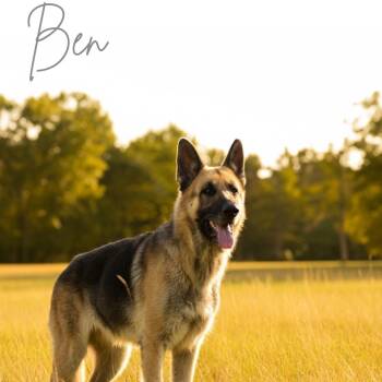 Rescue German Shepherd Dog Dogs for Adoption in Lucas, Texas - BEN GS | PetCurious