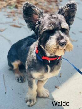 Waldo -  Schnauzer Dog for Adoption in Derry, New Hampshire - Waldo | PetCurious