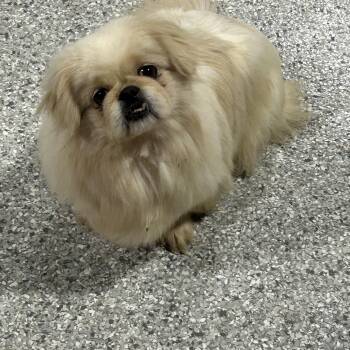 Bridget -  Pekingese Dog for Adoption in Antwerp, Ohio - Bridget | PetCurious