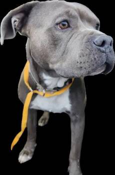 MILES -  Pit Bull Terrier and Mixed Breed Dog for Adoption in Albuquerque, New Mexico - MILES | PetCurious