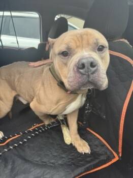 Rescue Mixed Breed Dogs for Adoption in Cincinnati, Ohio - Dunkin | PetCurious