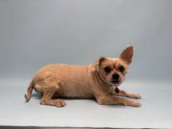 Odie -  Yorkshire Terrier and Mixed Breed Dog for Adoption in Golden Valley, Minnesota - Odie | PetCurious