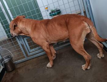 American Bulldog and American Bully Dogs Available for Adoption - Ruby | PetCurious