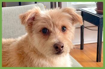 Sunny -  Chihuahua and Terrier Dog for Adoption in Amherst, Massachusetts - Sunny | PetCurious