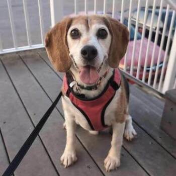 Bean -  Beagle Dog for Adoption in Alma, Michigan - Bean | PetCurious