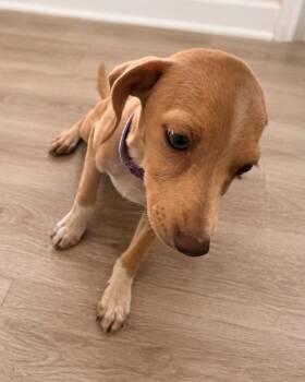 Granita -  Chihuahua Dog for Adoption in Carson City, Nevada - Granita | PetCurious