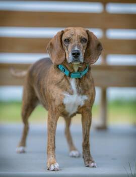 Hazel -  Beagle Dog for Adoption - Hazel | PetCurious