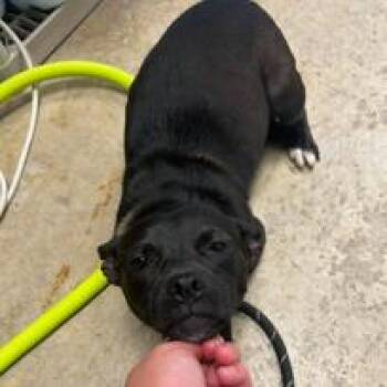 Ingrid -  Mixed Breed Dog for Adoption in Patchogue, New York - Ingrid | PetCurious