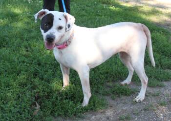 Terrier and Pointer Dogs Available for Adoption in Marietta, Ohio - Cruella (Spayed) (Photos May 28 2026) | PetCurious