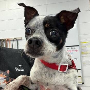 Jack Russell Terrier and Mixed Breed Dogs Available for Adoption in Huntsville, Alabama - Mozzie | PetCurious
