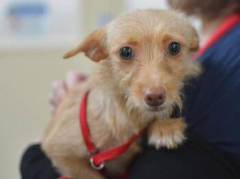 Maria -  Chihuahua and Terrier Dog for Adoption in Portland, Oregon - Maria | PetCurious
