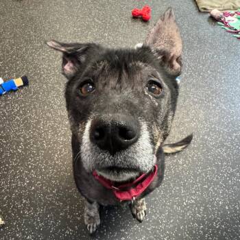 Misty -  Mixed Breed Dog for Adoption in Middlebury, Vermont - Misty | PetCurious