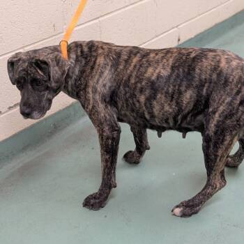 Rescue Mixed Breed Dogs for Adoption in Bartlett, Tennessee - Phoebe (Daisy Dukes) | PetCurious