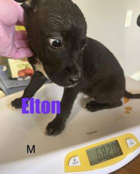 Pit Bull Terrier and Jack Russell Terrier Dogs Available for Adoption in Irwin, Pennsylvania - Elton | PetCurious
