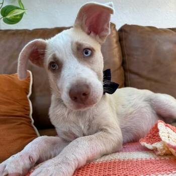 Hank Sweetie Baby -  Labrador Retriever and Pit Bull Terrier Dog for Adoption in Friendswood, Texas - Hank Sweetie Baby | PetCurious