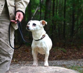 Sebastian -  Chihuahua Dog for Adoption in Willingboro, New Jersey - Sebastian | PetCurious