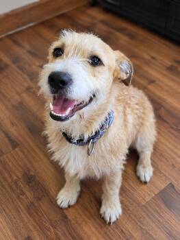 Wallace - WA -  Border Terrier Dog for Adoption in Magnolia, Texas - Wallace - WA | PetCurious