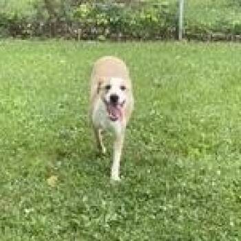Bagel -  Jack Russell Terrier Dog for Adoption in New Castle, Indiana - Bagel | PetCurious