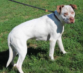 Rescue Pit Bull Terrier Dogs for Adoption in Heath, Ohio - Maddie (8923) | PetCurious