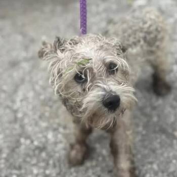Poodle and Yorkshire Terrier Dogs Available for Adoption - Curly | PetCurious