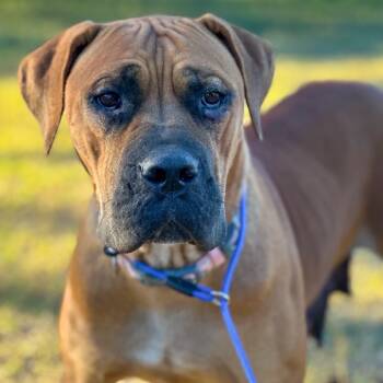 Rescue Cane Corso and Boerboel Dogs for Adoption in Wadena, Minnesota - Monstera | PetCurious