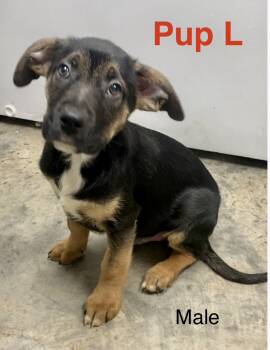 Mixed Breed Dogs Available for Adoption - Pup L | PetCurious