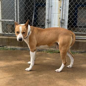 Pit Bull Terrier Dogs Available for Adoption in Denison, Texas - Frazier | PetCurious