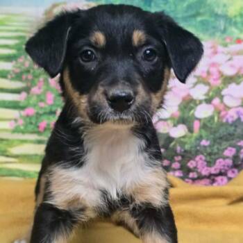 Mixed Breed Dogs Available for Adoption - Ellen | PetCurious
