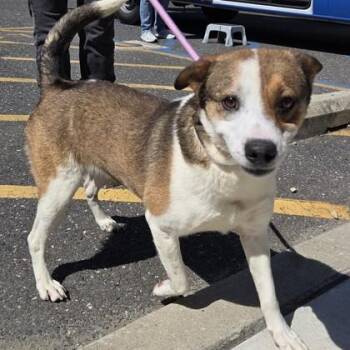 Oscar -  Labrador Retriever and Mixed Breed Dog Available for Adoption in Voorhees Township, New Jersey - Oscar | PetCurious