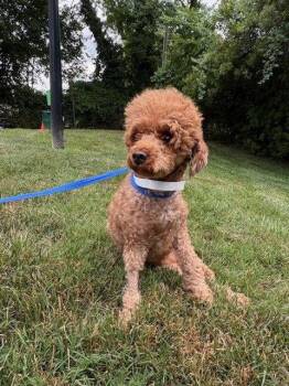 Mera Jun 26 in Foster in Charlotte, NC -  Poodle Dog for Adoption in Pacolet, South Carolina - Mera Jun 26 In Foster In Charlotte, NC | PetCurious