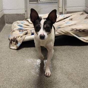 REMINGTON -  Chihuahua Dog for Adoption - REMINGTON | PetCurious