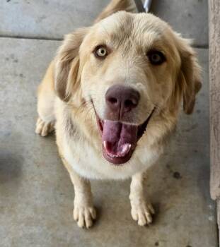 Athena -  Australian Shepherd and Labrador Retriever Dog for Adoption in Phoenix, Arizona - Athena | PetCurious