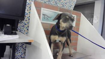 Staffordshire Bull Terrier and Mixed Breed Dogs Available for Adoption in Houston, Texas - LOLITA | PetCurious