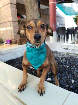 Smoothie -  Dachshund and Miniature Pinscher Dog for Adoption in Ramona, California - Smoothie | PetCurious