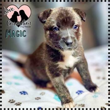 Rescue Pit Bull Terrier Dogs for Adoption in Gilbert, Arizona - Magic | PetCurious